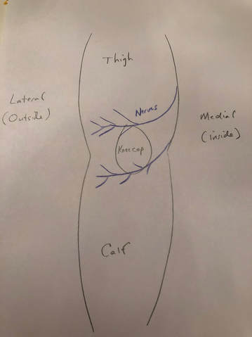 Sketch showing cutaneous nerve branches in the knee